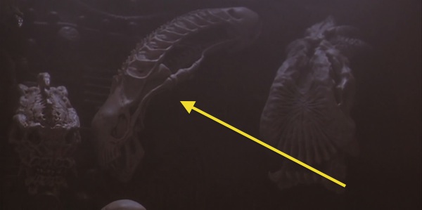 xenomorph skull in predator 2