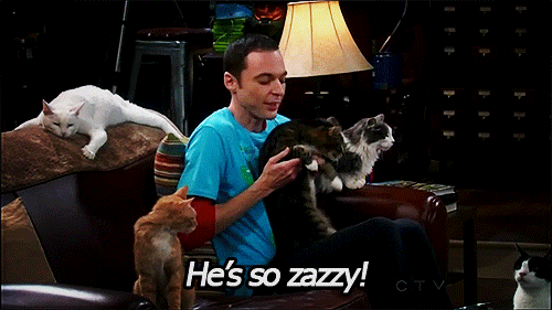 Sheldon Cats Gif
