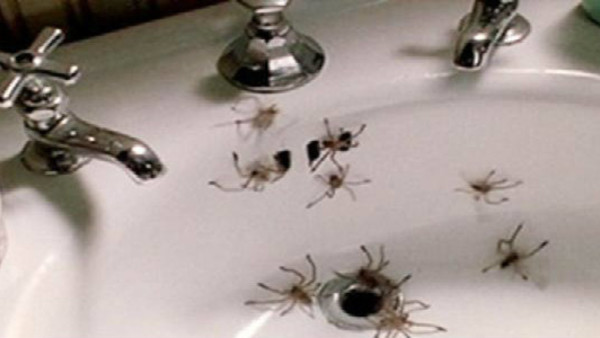 Arachnophobia Sink