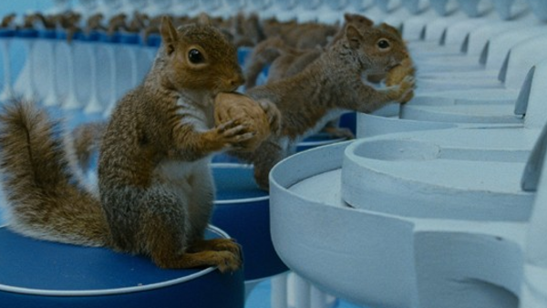 Charlie And The Chocolate Factory Squirrels