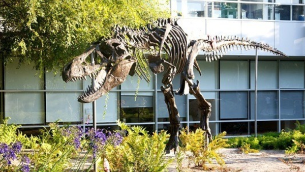 Google Dinosaur Skeleton
