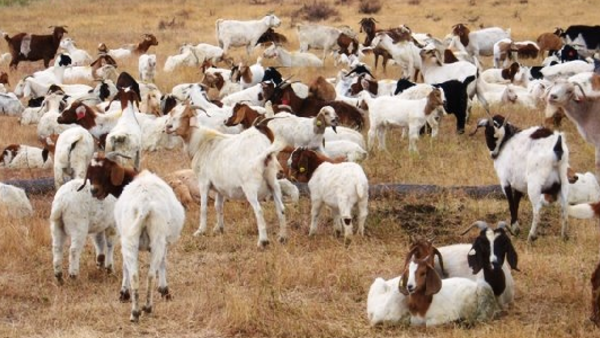 Google Goats