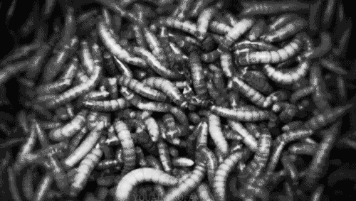 Maggots In Wounds Gif