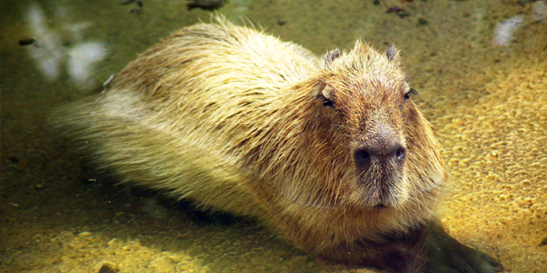 capybara predators