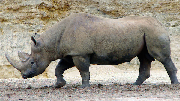 facts about black rhinoceros