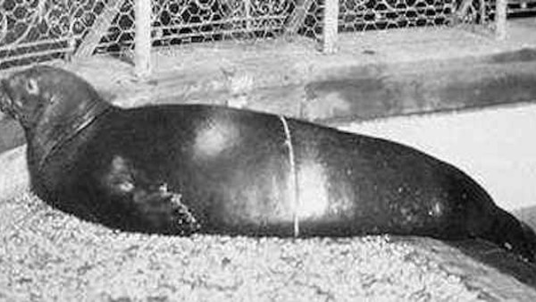 Caribbean Monk Seal