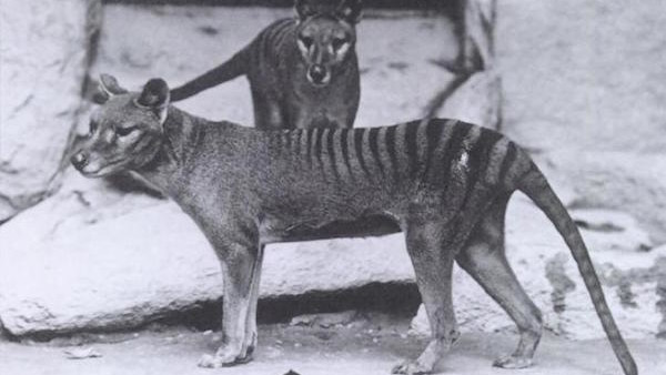 Tasmanian Tiger