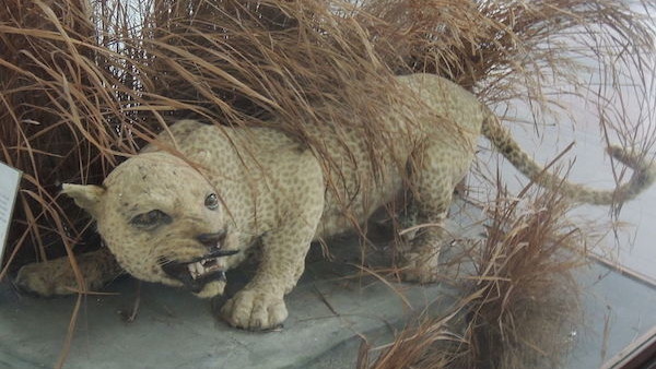 Zanzibar Leopard