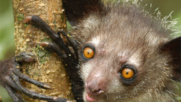 10 Ugliest Animals On The Planet – Page 10