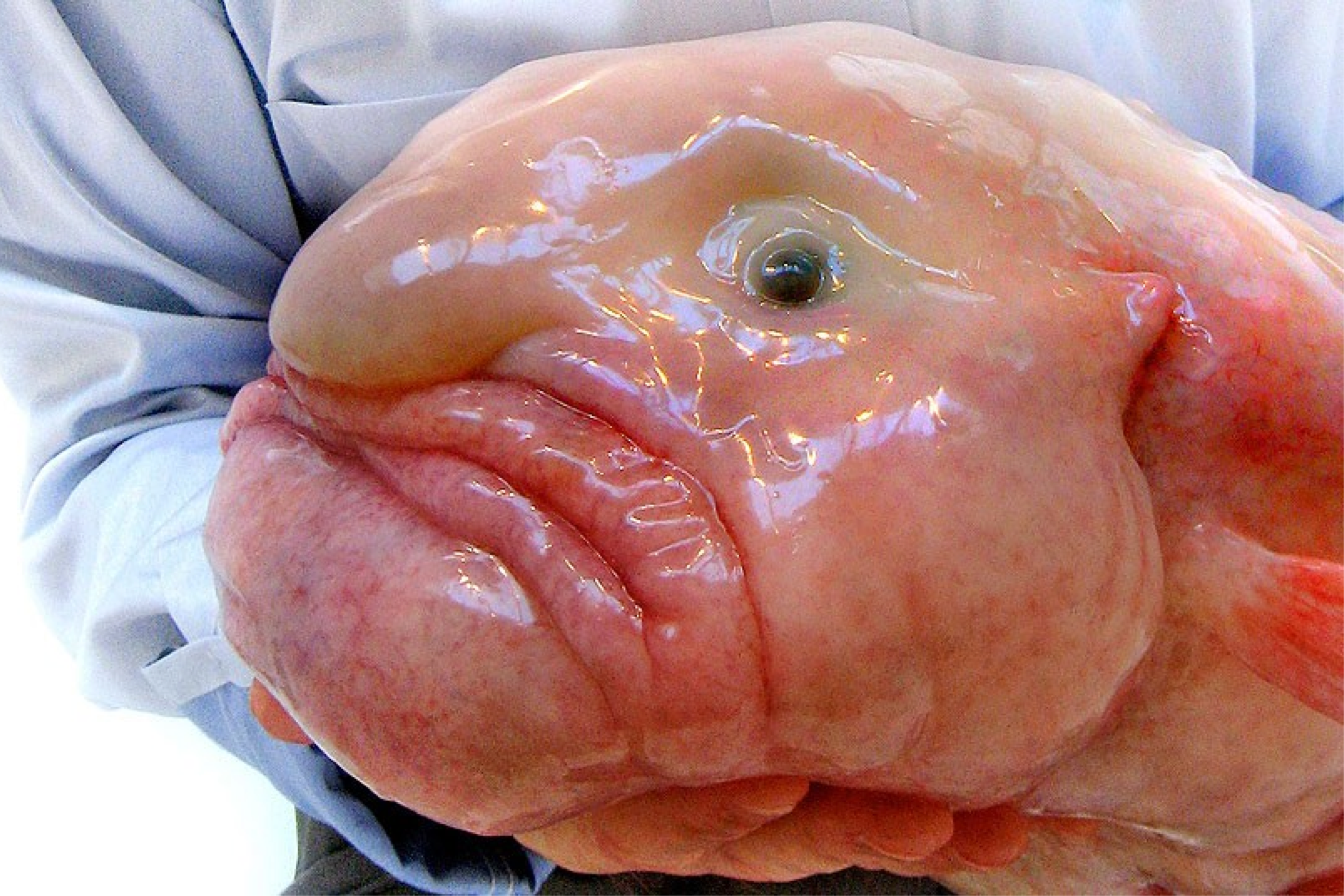 Blobfish Named World's Ugliest Animal