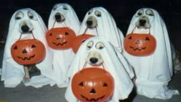 Dogs As Ghosts Halloween