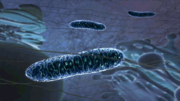 Mitochondria animation