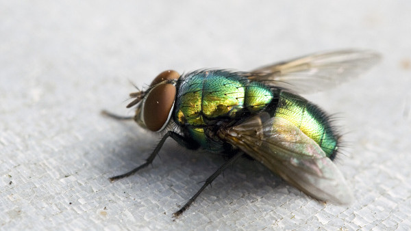 green fly