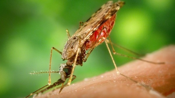 malaria mosquito