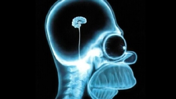 Homer simpson brain