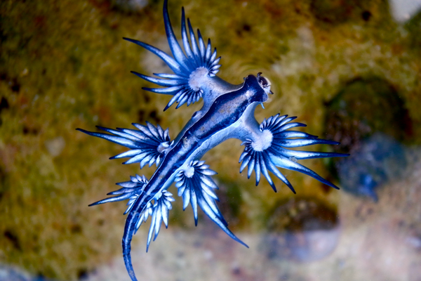 9 Beautiful But Deadly Sea Creatures