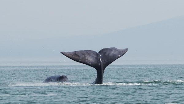 bowhead whale tail
