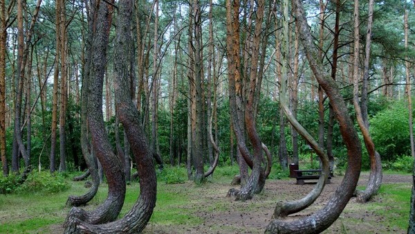 the crooked forest