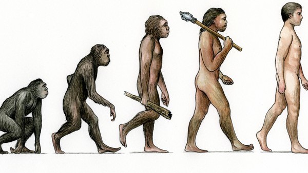 Evolution ascent of man