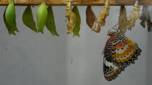 Butterfly and chrysalis