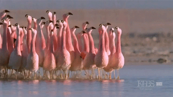 flamingo group