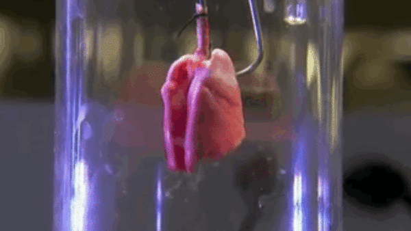 lab grown lungs organ
