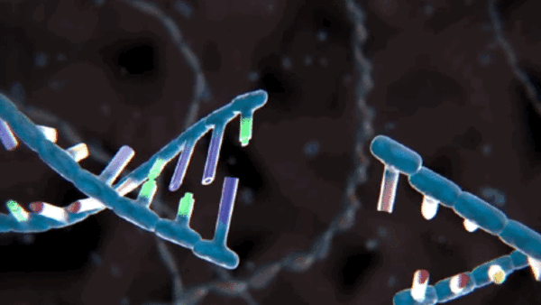 CRISPRs dna gene editing