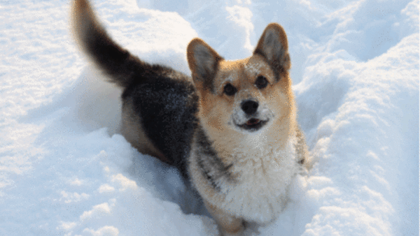 dog puppy snow