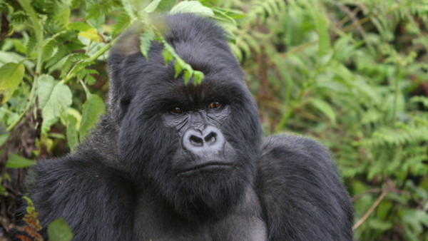 Moutian Gorilla