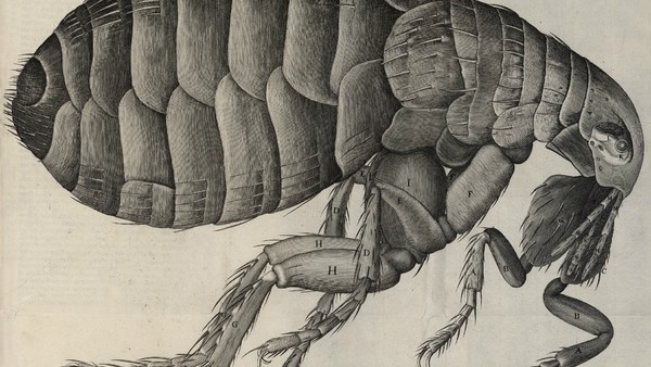 Robert Hooke Flea