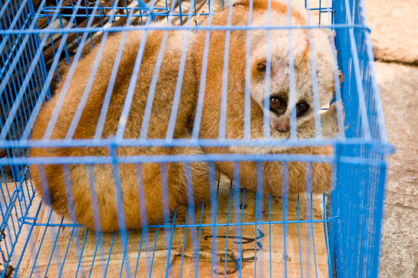 animals Myanmar endadngered