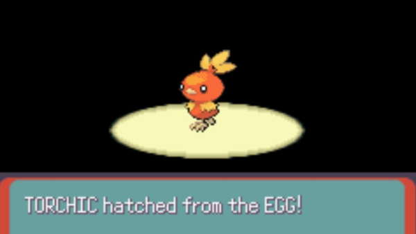 Torchic Hatching