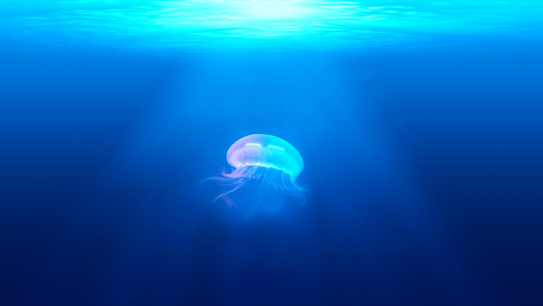 jellyfish ocean sea