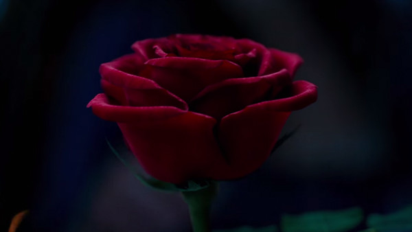 Beauty And The Beast Rose