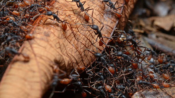 Army Ants