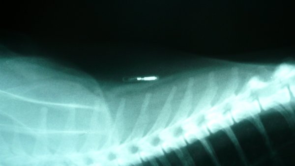 Feline Identifying Microchip Implant
