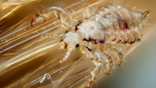 Male Human Head Louse