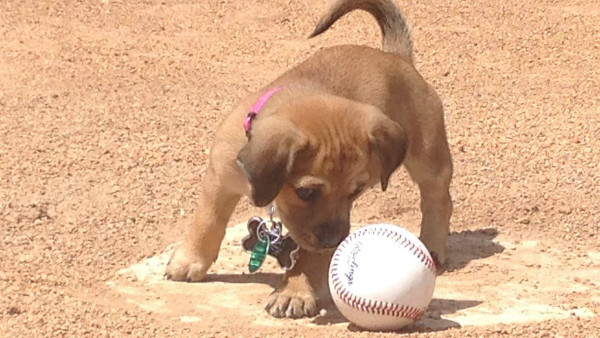 Savannah Bananas Bat Dog