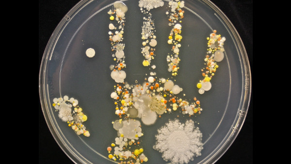 Handprint Petri Dish Germs Bacteria