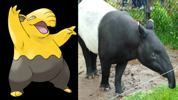 Drowzee Is A Malayan Tapir