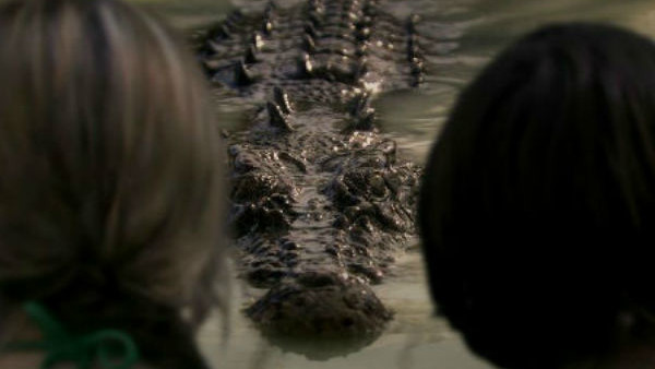 Black water croc