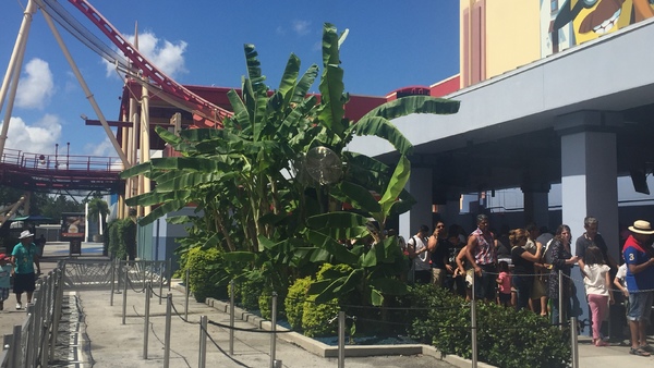 Universal Orlando Minion Banana Tree