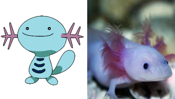 Axolotl pokemon evolution.