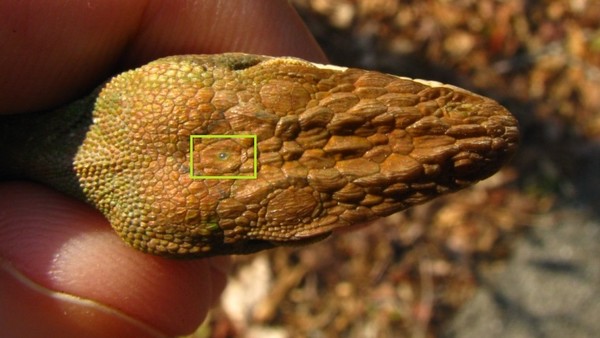 Anolis Carolinensis Parietal Eye