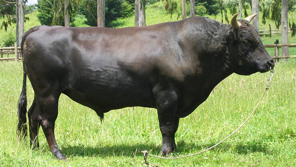 A Bull