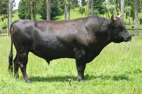 A Bull