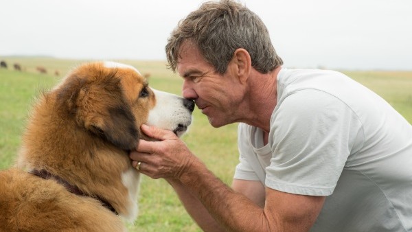 A Dog S Purpose Dennis Quaid