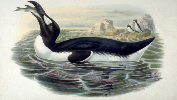 Great Auk