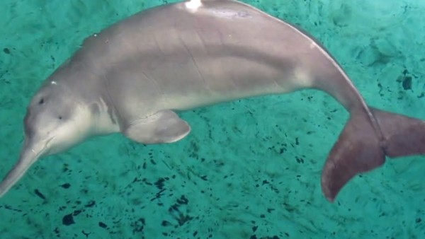 Yangtze River Dolphin