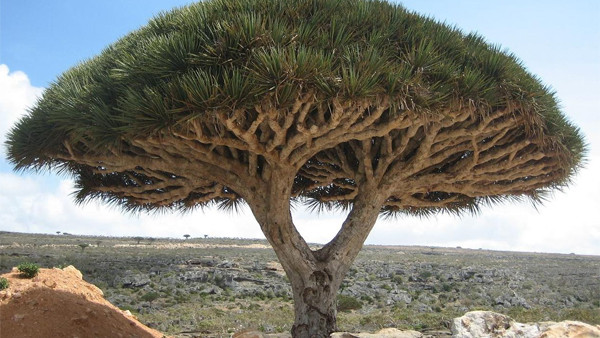 Draceaena Cinnabari